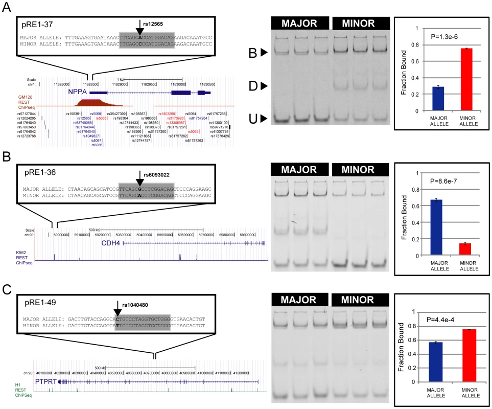 SNPs may increase or decrease affinity of RE1s.
