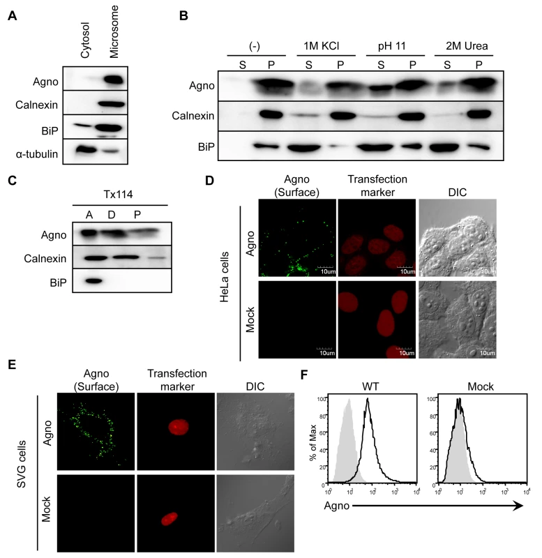 Agnoprotein also localizes at the plasma membranes as an integral membrane protein.