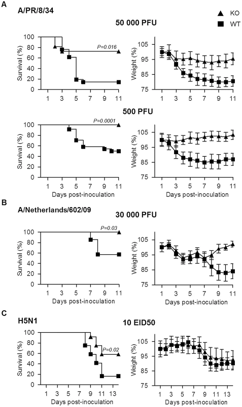 Plasminogen contributes to influenza pathogenesis.