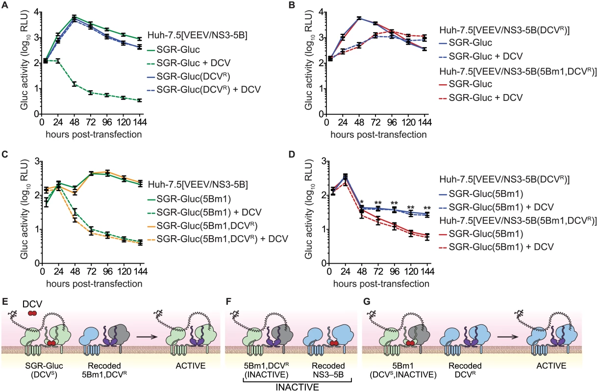 NS5B <i>trans</i>-complementation activity segregates with a DCV-sensitive NS5A activity.