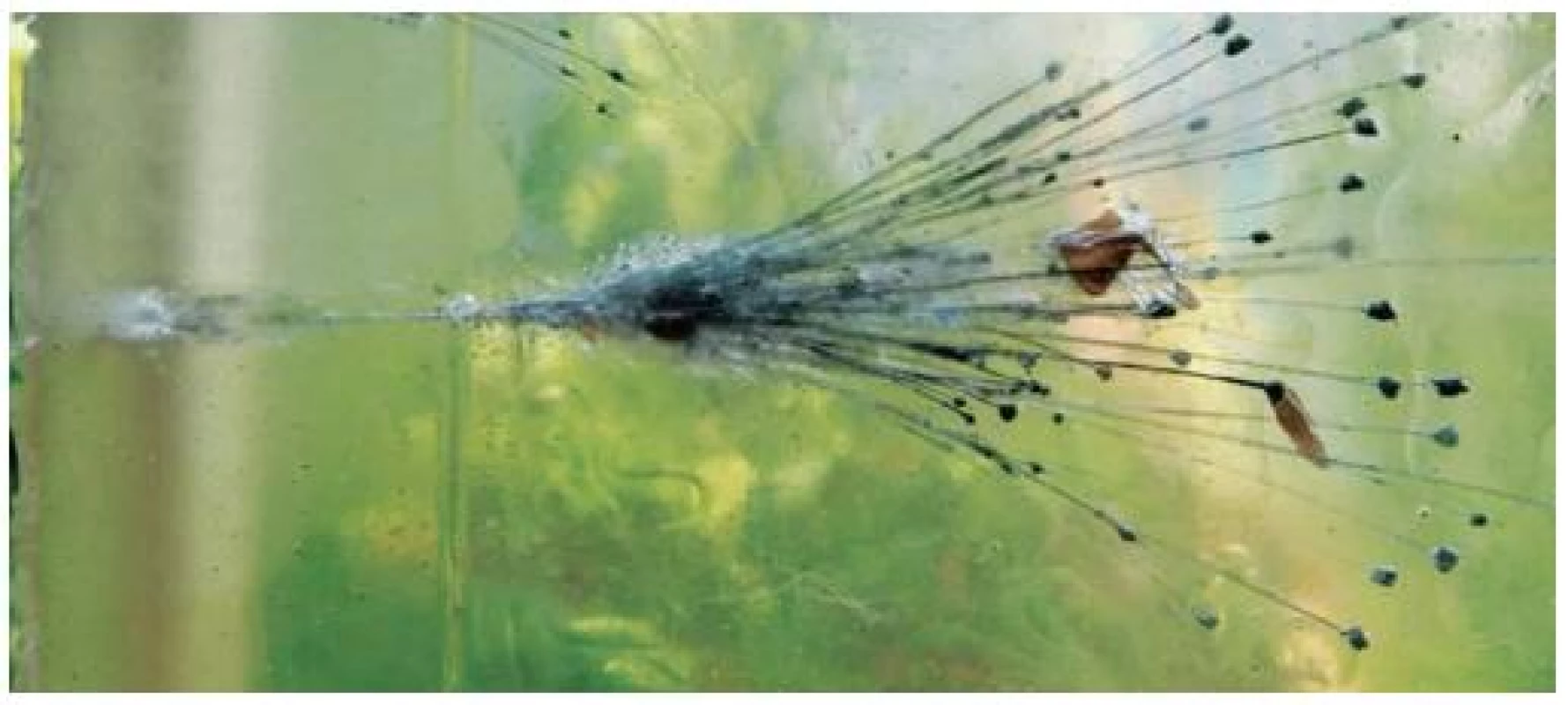 Účinek pistolové frangible střely Extreme Shock AFR na transparentní substituci (ve vějíři wolframových částic jsou navíc i střepiny z pláště).