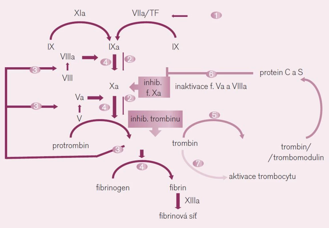 Místo působení přímých inhibitorů trombinu a faktoru Xa. Ve schématu je dobře dokumentován význam obou faktorů při <i>iniciaci koagulace</i> (fáze 1 a 2) – kdy působením tkáňového faktoru (TF) je uvolněno po aktivaci faktoru Xa malé množství trombinu, i ve fázi <i>propagace koagulace</i> (fáze 3 a 4) – kdy toto malé množství trombinu aktivuje celou kaskádu na více místech, včetně faktoru Xa. Uvolněné větší množství trombinu pak při <i>inhibici koagulace</i> (fáze 5 a 6) aktivuje trombomodulin a proteiny C a S degradující komplexy aktivních koagulačních faktorů. Paralelně trombin aktivuje destičkovou hemostázu stimulací trombocytárních receptorů PAR-1 (fáze 7 ve schématu).