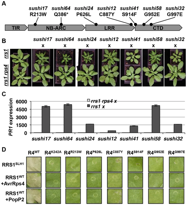RPS4 is required for RRS1<sup>SLH1</sup>-mediated activation of immunity.