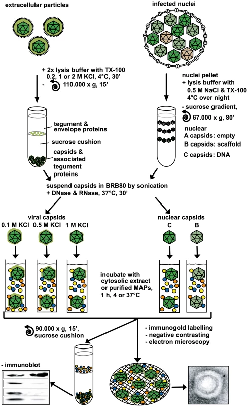 Analysis of host factor recruitment to HSV1 capsids.