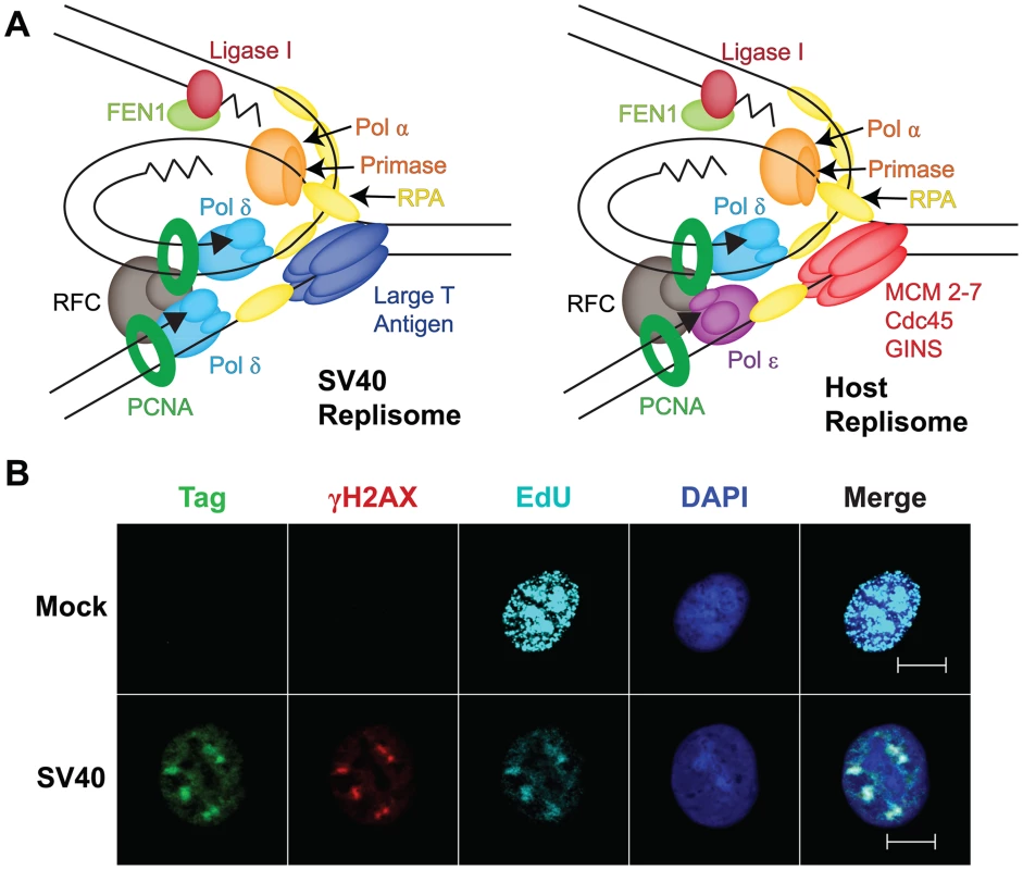 Viral exploitation of host DNA genome maintenance proteins.