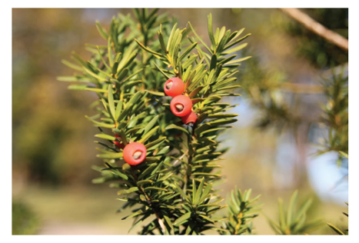 Tis červený (Taxus baccata). (foto: Mgr. Tereza Vaňousová)