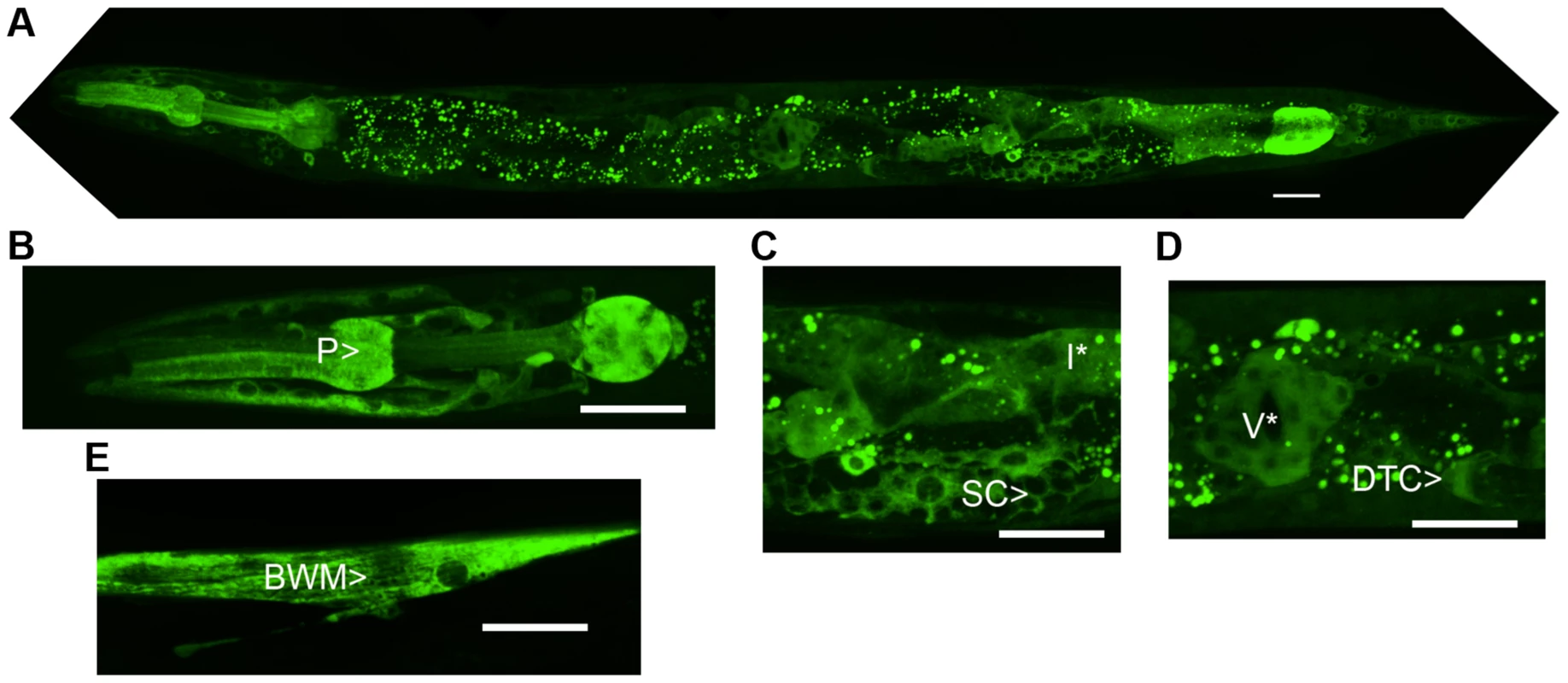 NATC-1 protein is expressed in many cells and tissues and localizes to the cytoplasm.