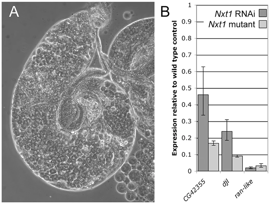 RNAi of <i>Nxt1</i> in spermatocytes phenocopies the <i>Nxt1<sup>z2-0488</sup></i> defect.