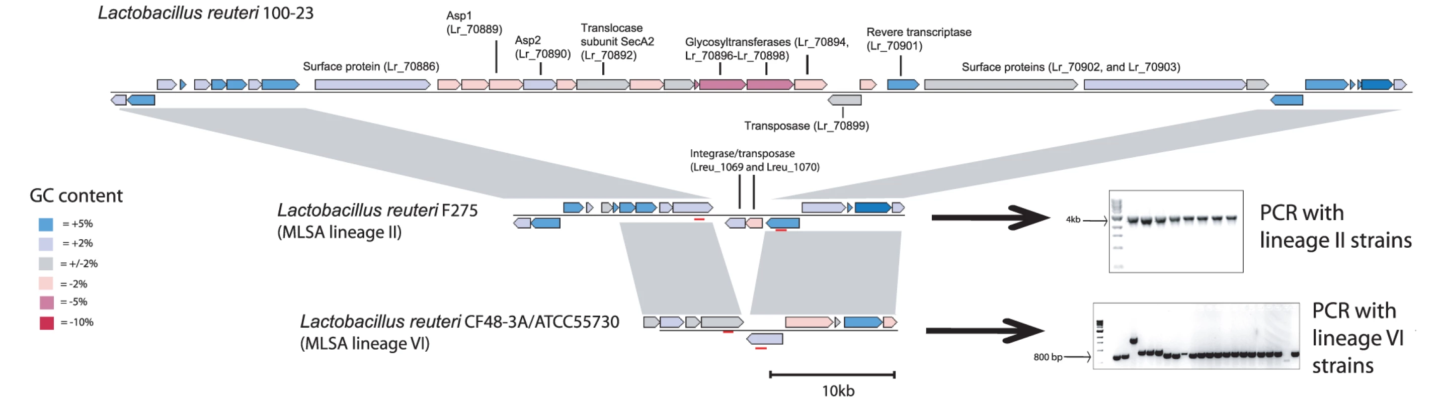 Comparison of the genomic location that contains the accessory SecA2 cluster in <i>L. reuteri</i> 100-23.