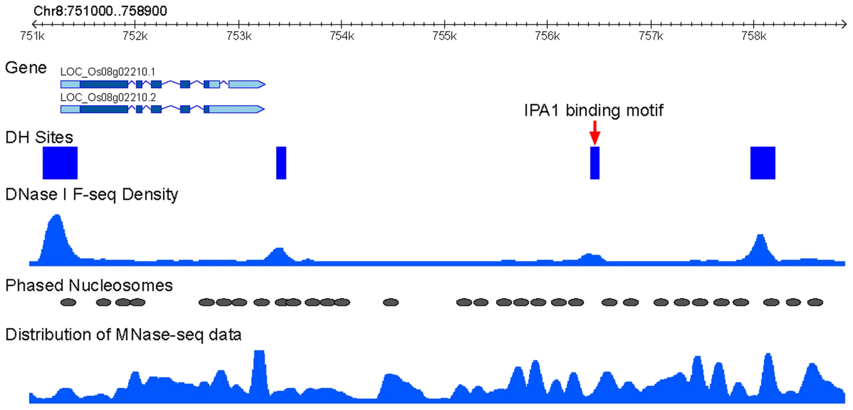 Association IPA1-binding sites with phased nucleosomes.