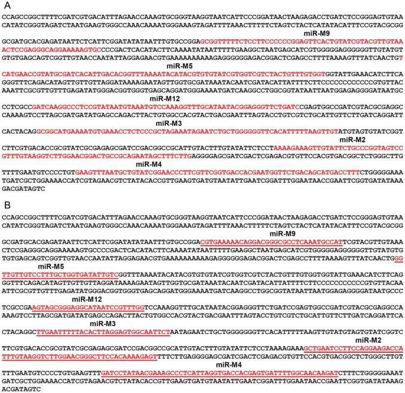 Mutations in the sequences of the miRNAs in the cluster.
