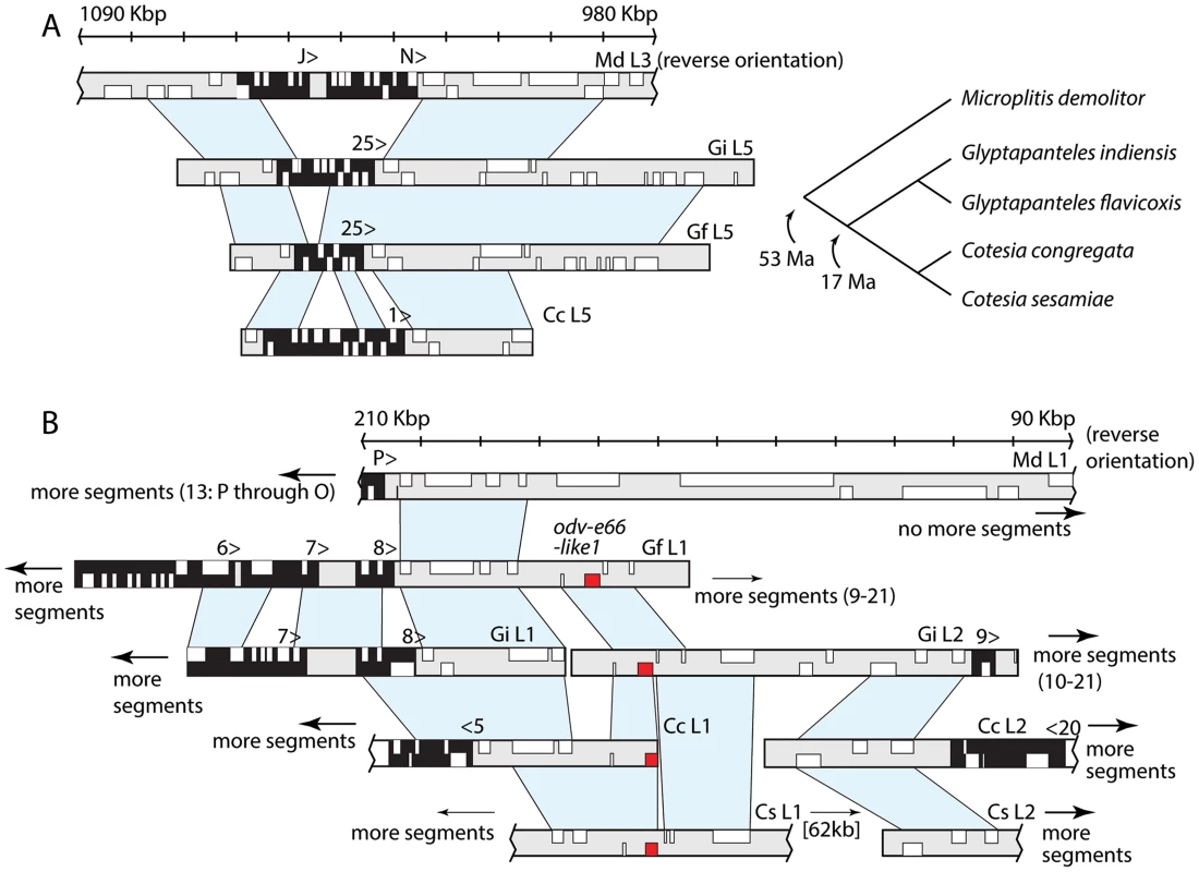 Two genomic regions flanking proviral segments are conserved among BV-carrying wasps.