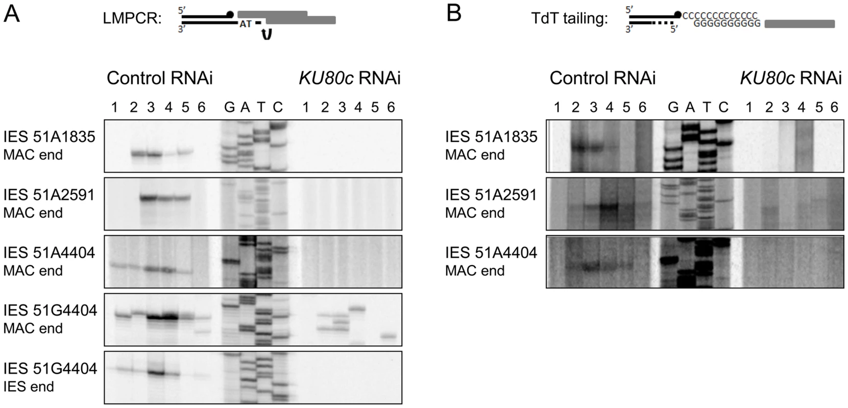 Detection of programmed DSBs at IES boundaries during autogamy.