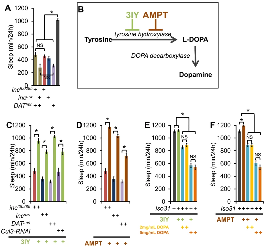 <i>inc</i> effects on sleep require a dopamine sleep-regulatory pathway.