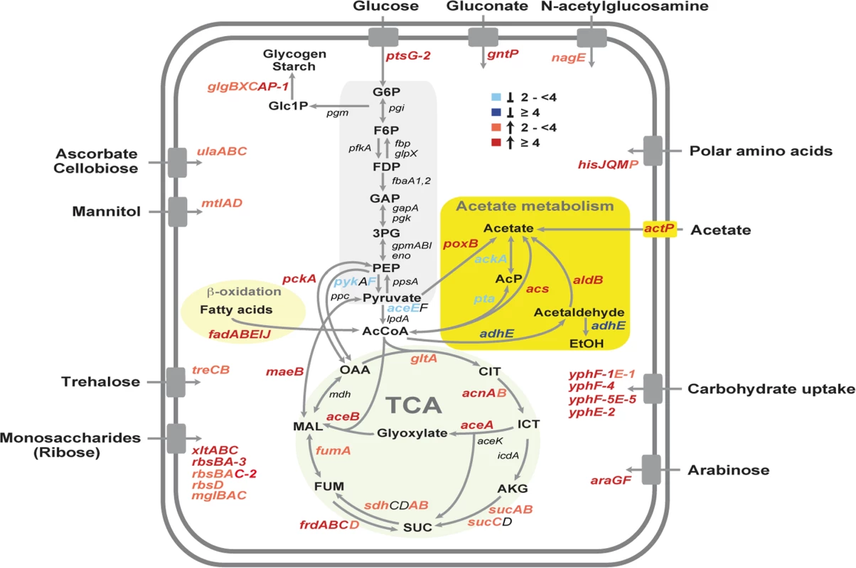 Temperature-dependent reprogramming of the primary metabolism of <i>Y. pseudotuberculosis</i>.