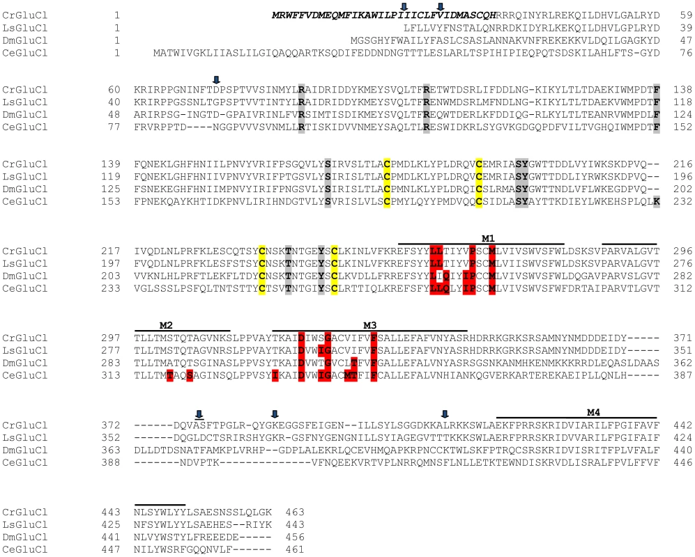 Alignment of CrGluClα amino acid sequence with other glutamate-gated chloride channel α subunits.