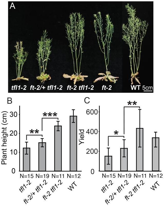 Dose-dependent suppression of <i>tfl1</i> (<i>sp</i>) by <i>ft/</i>+ (<i>sft/</i>+) heterozygosity is conserved in <i>Arabidopsis thaliana</i>.