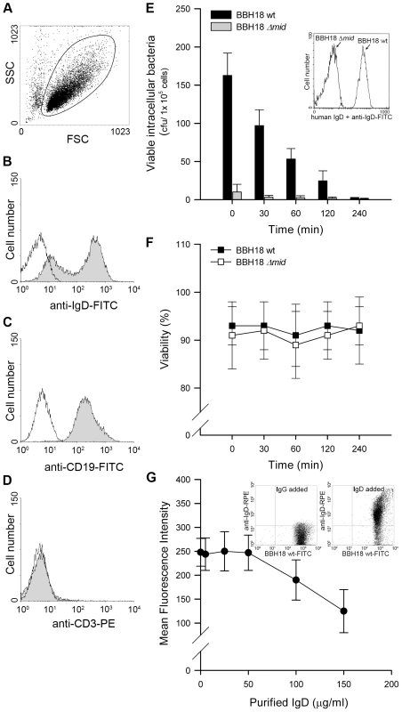 Internalized MID-expressing <i>M</i>. <i>catarrhalis</i> do not survive in tonsillar B cells.
