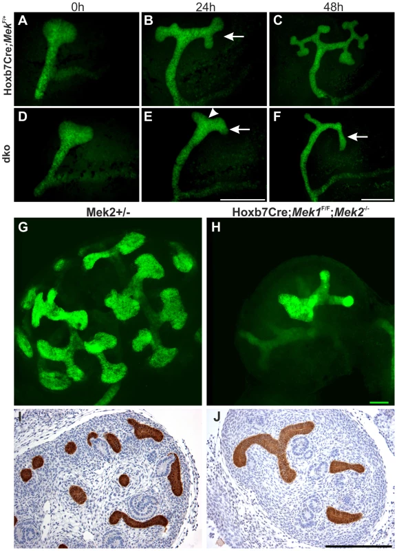 Normal ureteric bud outgrowth in dko kidneys is followed by severely compromised branching morphogenesis.