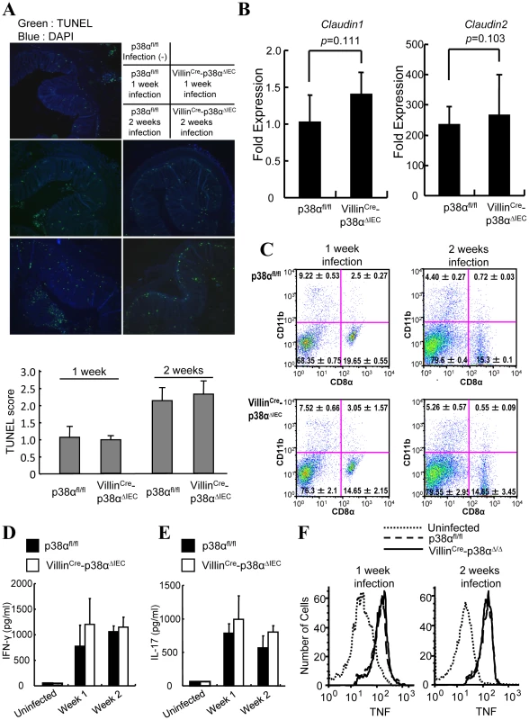 Epithelial integrity and immune cells are normal in Villin<sup>Cre</sup>-p38α<sup>ΔIEC</sup> mice after <i>C. rodentium</i> infection.