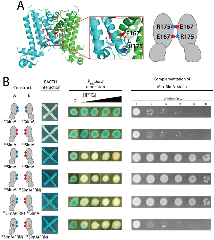 Activity of obligate SlmA heterodimers.