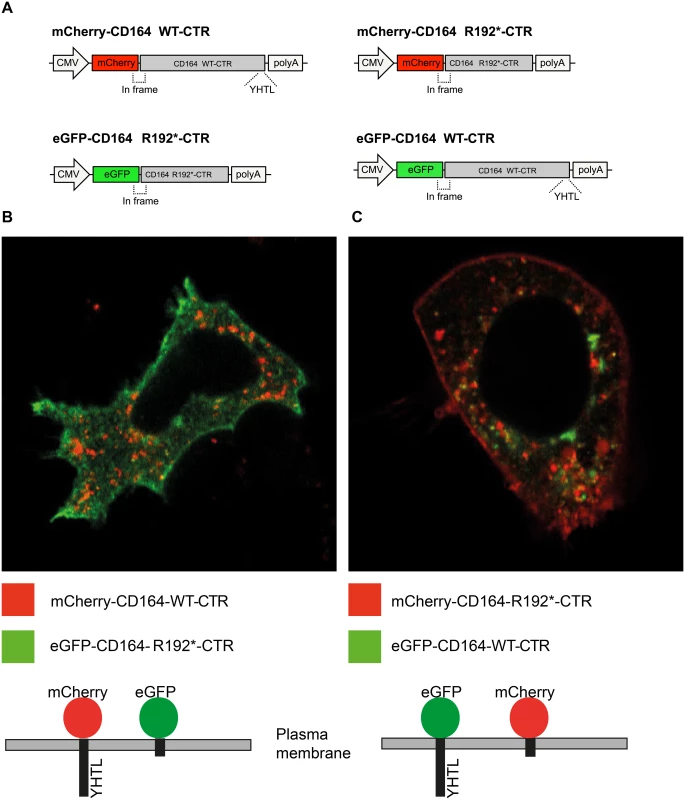 Membrane localization of fluorescent proteins fused to the CD164 C-terminal domain containing the R192* mutation.