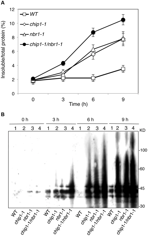 Accumulation and ubiquitination of insoluble proteins in the <i>chip</i>, <i>nbr1</i> single and double mutants under heat stress.