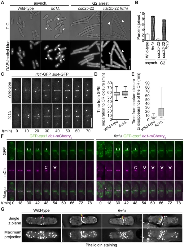 Loss of Fic1 impairs CR disassembly and leads to persistence of division site factors.