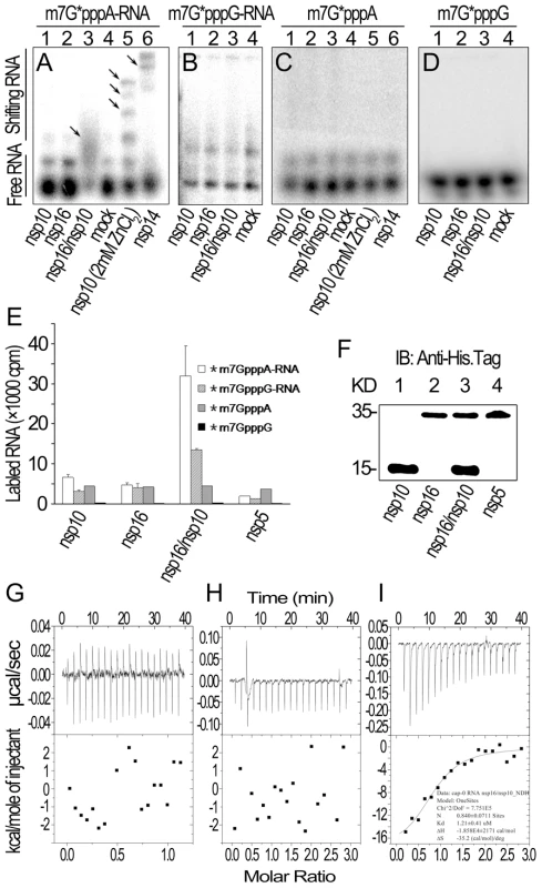 RNA substrate binding analyses of nsp10 and nsp16 of SARS-CoV.