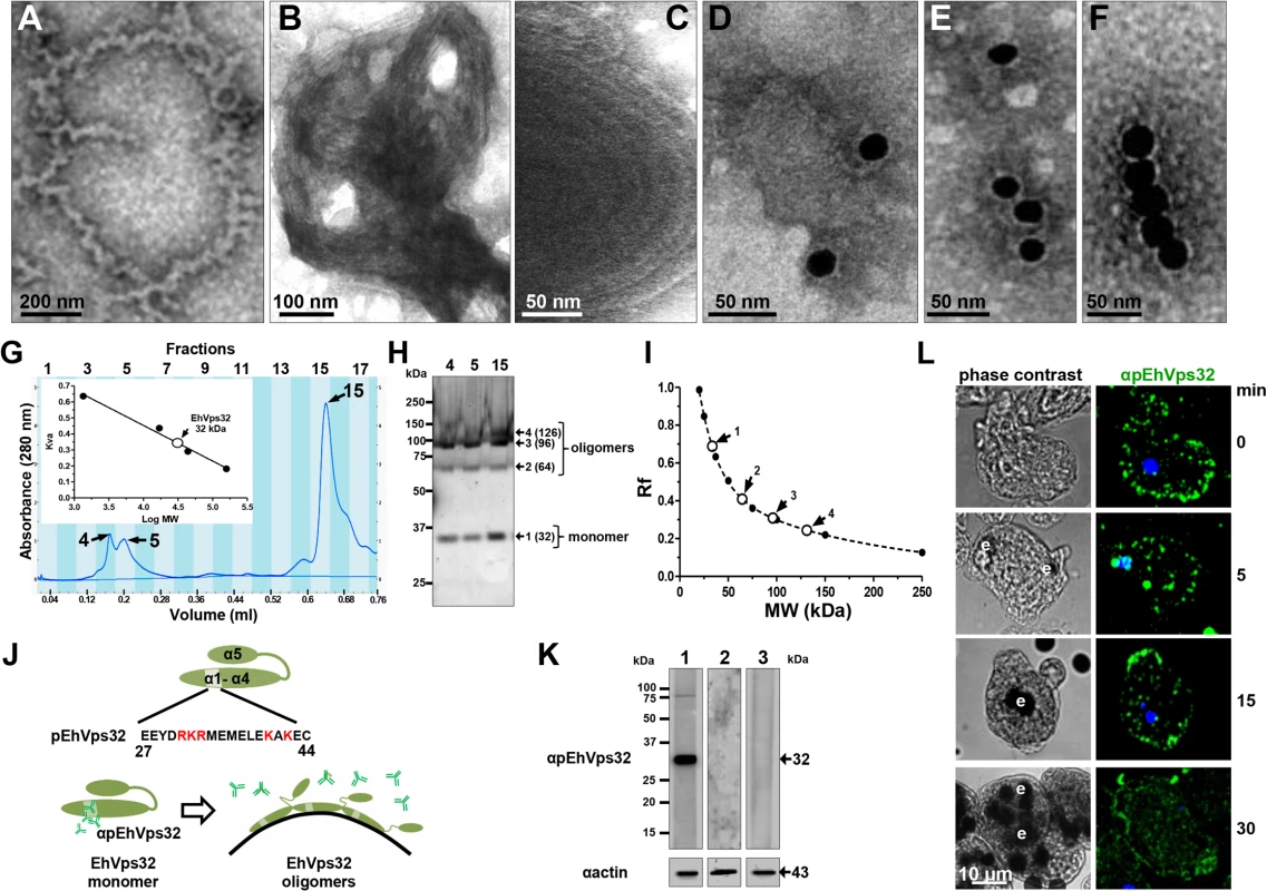 <i>In vitro</i> oligomerization of rEhVps32 and cellular localization of EhVps32 monomers.