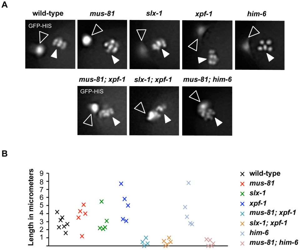 Impaired chromosome segregation during meiosis.