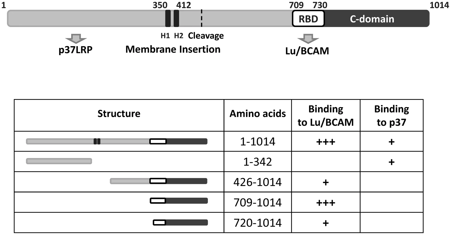 Summary of the CNF1 domain structure.