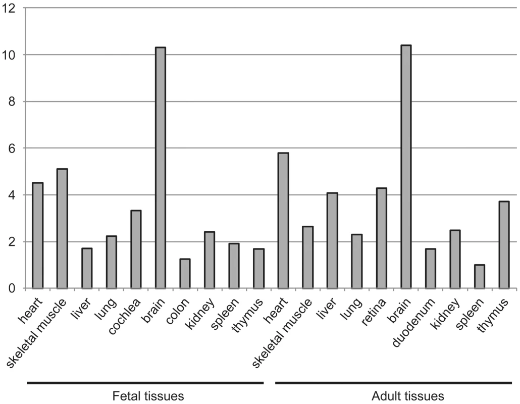 Expression of dolichol kinase by mRNA expression analysis in human fetal and adult tissues.