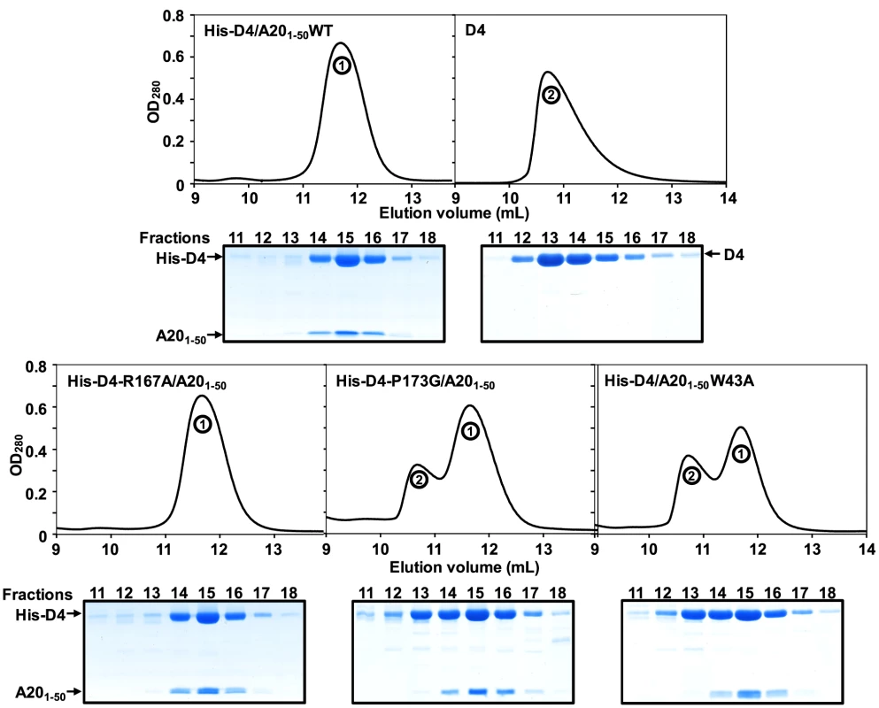 Point mutations at the D4/A20<sub>1–50</sub> interface affect complex formation.