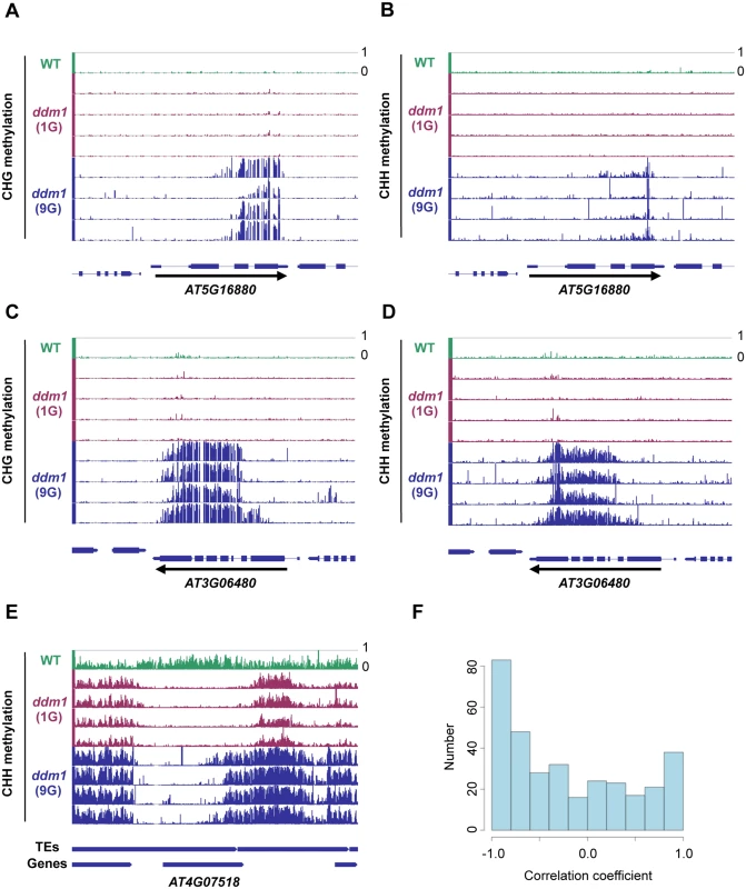 Spread of non-CG methylation in self-pollinated <i>ddm1</i> mutants.