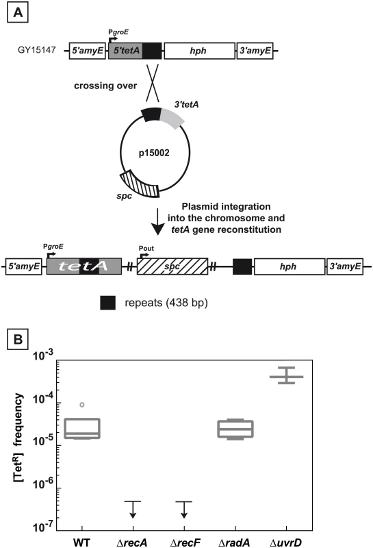 Recombination between chromosomal and plasmid DNA is RecA- and RecF-dependent.