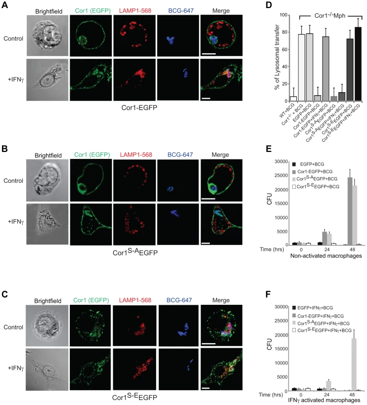 Importance of serine phosphorylated coronin 1 for mycobacterial killing and cargo delivery via macropinocytosis.