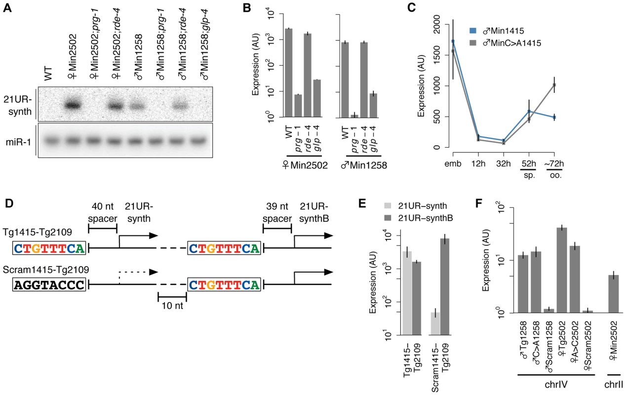 21U RNAs represent independent transcriptional units.