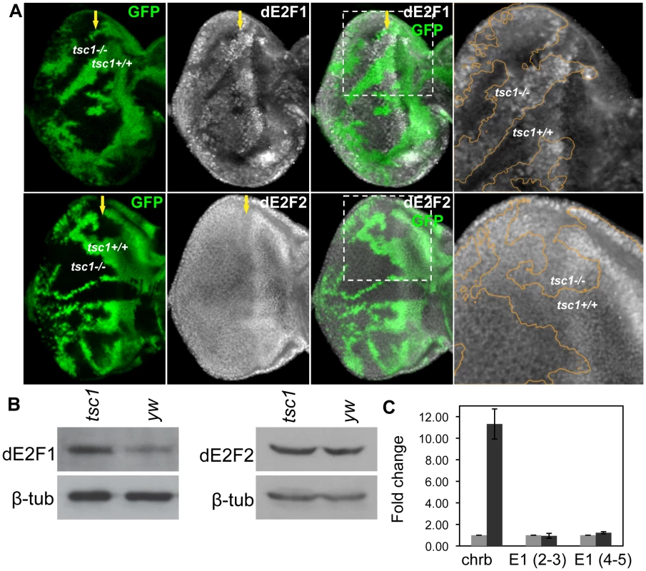 Tsc1 regulates dE2F1 protein expression post-transcriptionally.