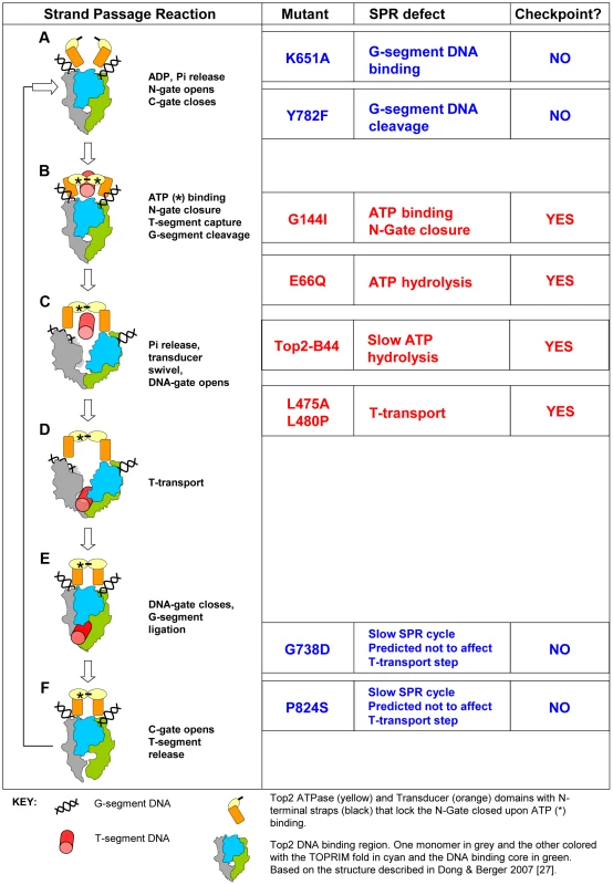 Topo II Strand Passage Reaction (SPR) and Mutants Analyzed in this Study.