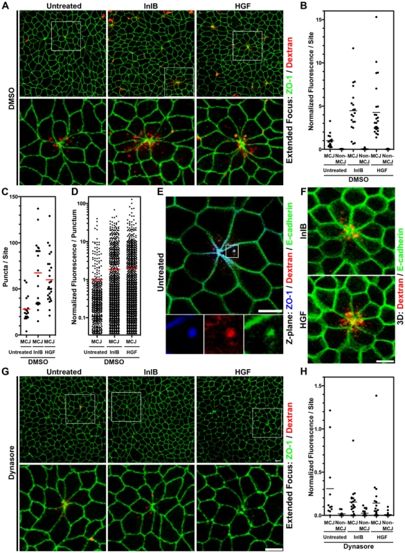 InlB and HGF accelerate dynamin-dependent endocytosis at multicellular junctions.