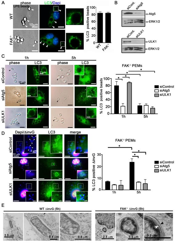 SPI-1-deficient <i>Salmonella</i> are targeted by autophagy in the absence of FAK.