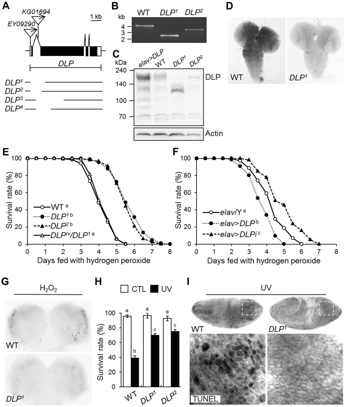 Generation and characterization of <i>DLP</i> mutants.