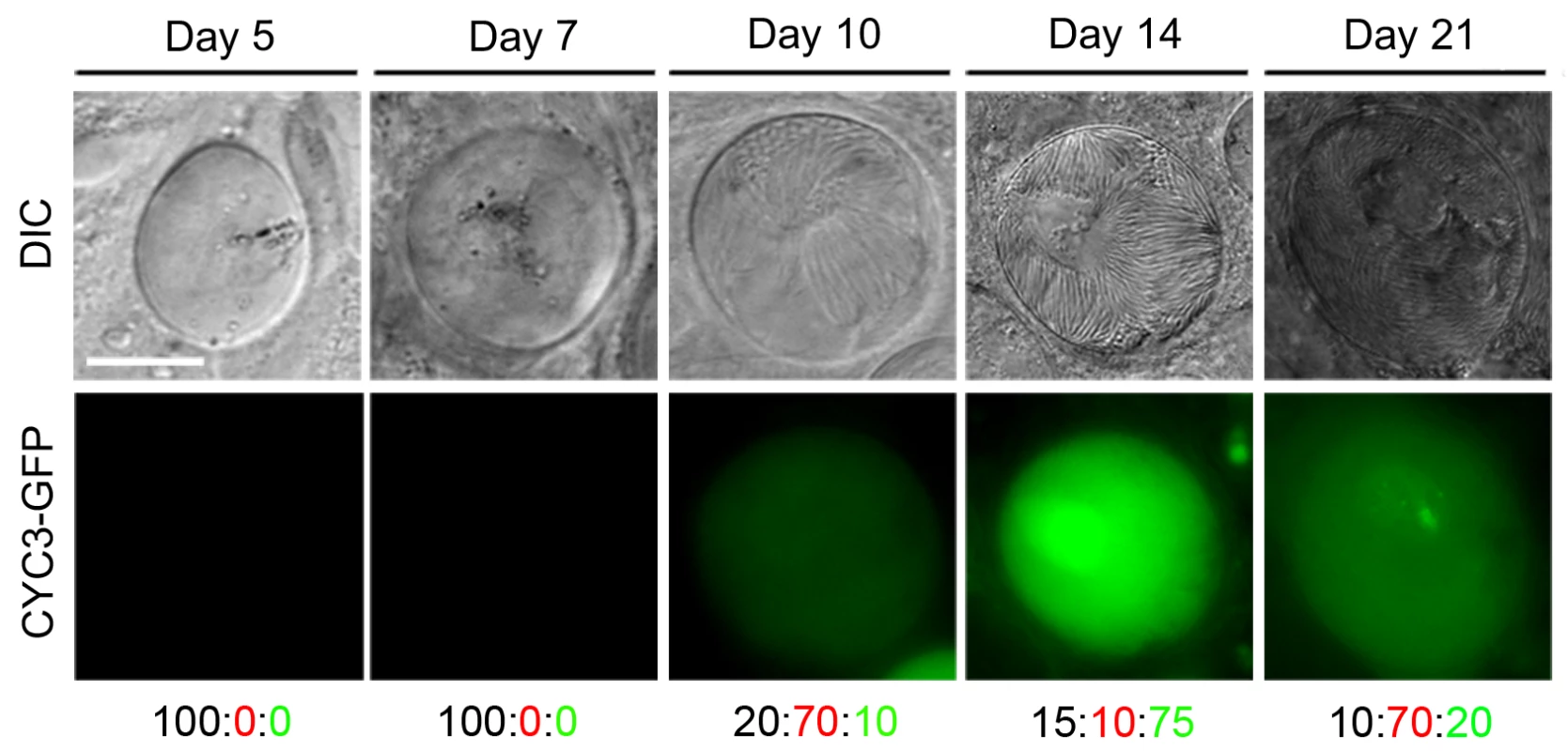 Expression of CYC3-GFP during sporogony in mosquitoes.