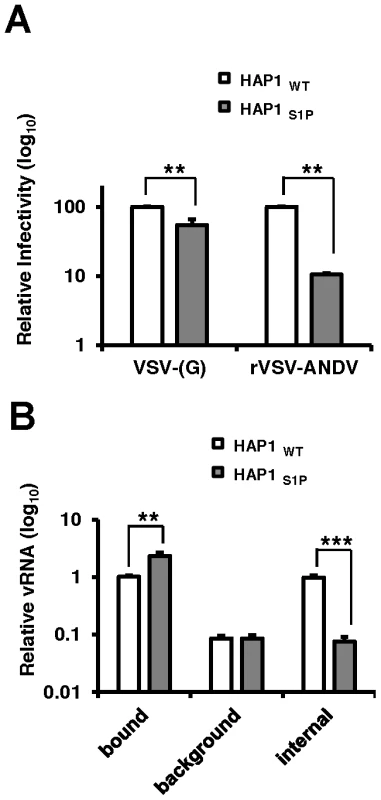 Quantitative PCR analysis of viral RNA during infection of human cells.