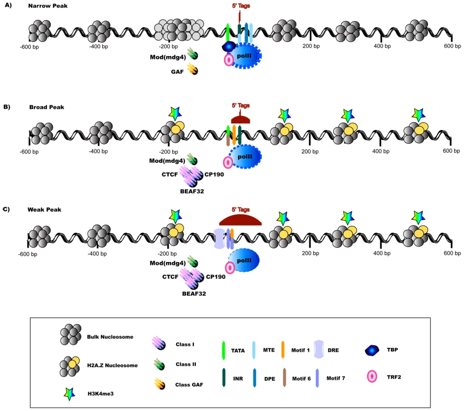 Promoter Classes Are Indicative of Divergent Strategies for Transcription Initiation.