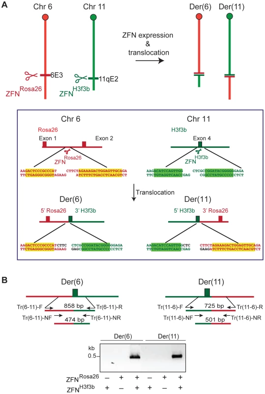 Induction of chromosomal translocations at endogenous mouse loci.
