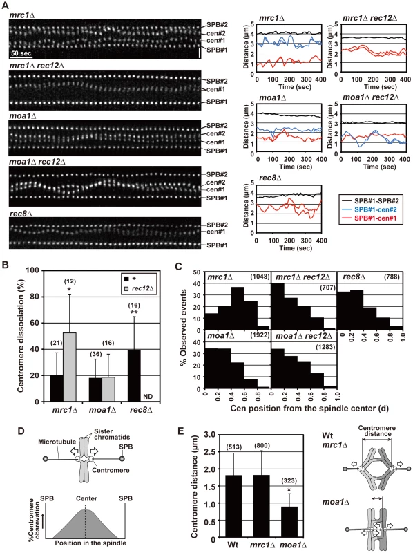 Pre-anaphase centromere dynamics during meiosis I in <i>mrc1</i> and <i>moa1</i> mutants.