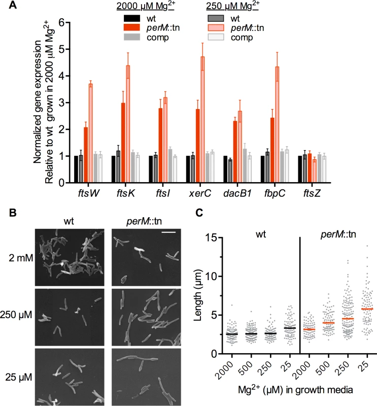<i>PerM</i>::tn exhibits an Mg<sup>2+</sup>-dependent cell division defect.