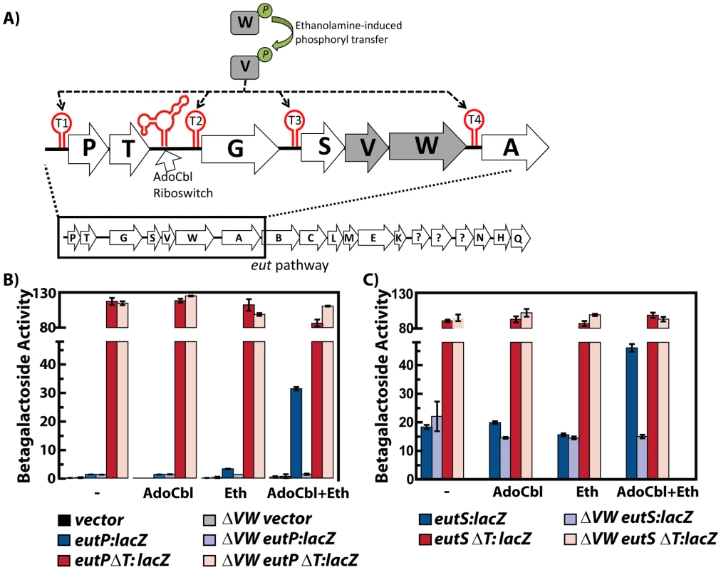 Multiple input signals, along with protein and RNA elements, regulate the <i>eut</i> locus in <i>Enterococcus faecalis</i>.